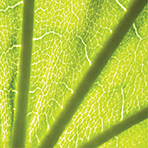 Quercetin