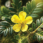 Bulgarian Tribulus