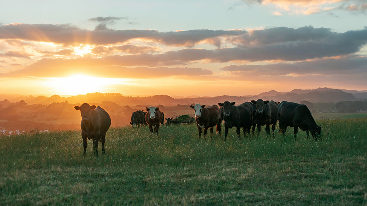 cows in a paddock