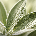 Sibelius™ Sage