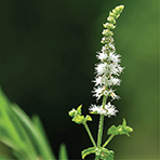 Black Cohosh