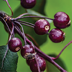Chasteberry