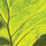 Siberian Rhubarb